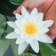 Alchemise obstacles into opportunities blossom grow